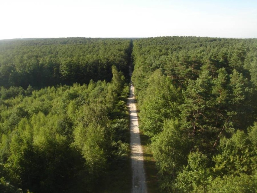 2100 مليون شجرة لحماية الغابات من تغير المناخ في فرنسا