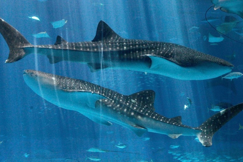 إناث القرش  18 متراً والذكور 9!