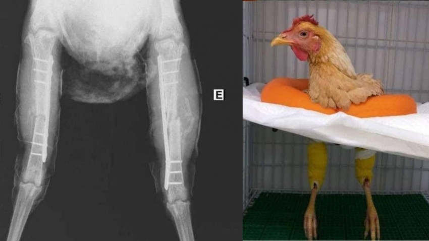 لماذا اختلق طبيب مصري قصة عملية «الدجاجة ليسكي»؟