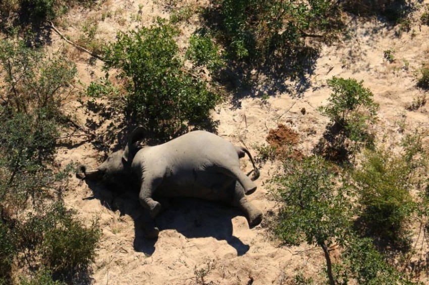 نفوق مئات الفيلة في بوتسوانا بسبب بكتيريا