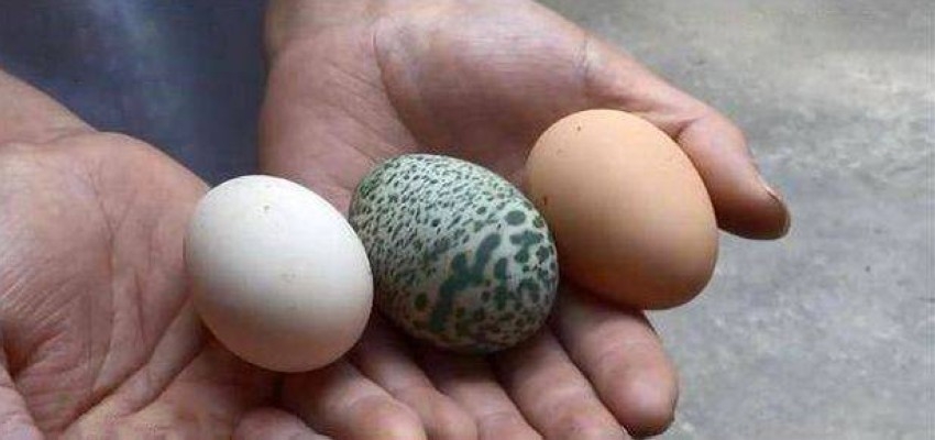 بيضة خضراء تصيب مزارعة بالحيرة