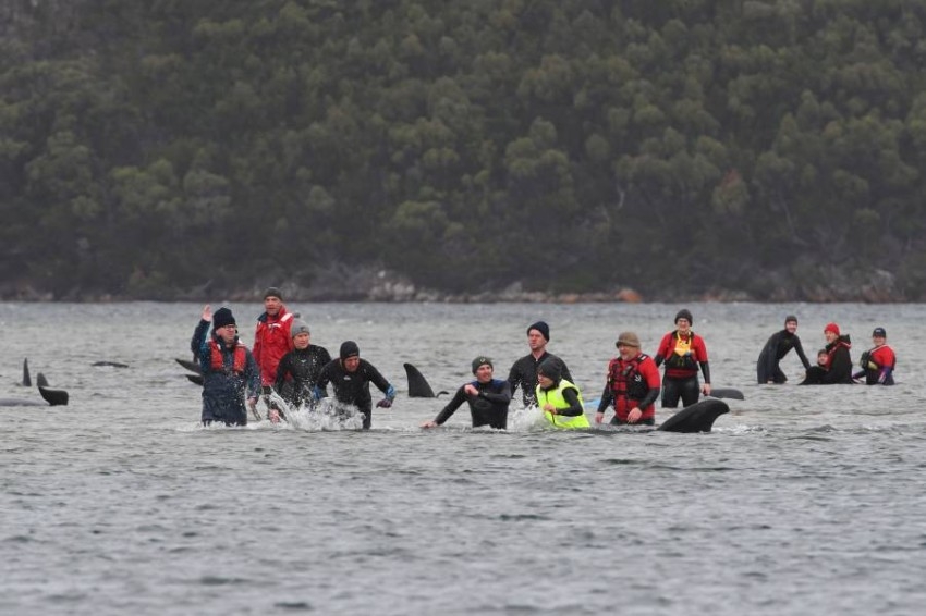 جنوح ثانٍ لـ200 حوت على سواحل تسمانيا الأسترالية