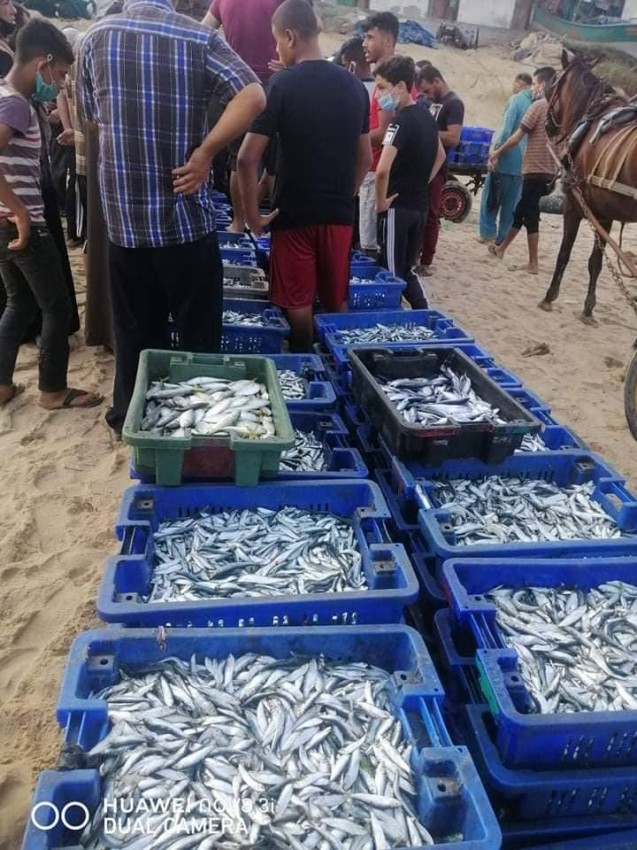 «التشارين» يجود على صيادي غزة بكميات وفيرة من السردين