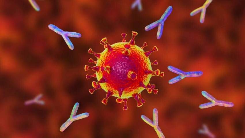 أجسام مضادة تعد بمستقبل مشرق في علاج فيروس كورونا