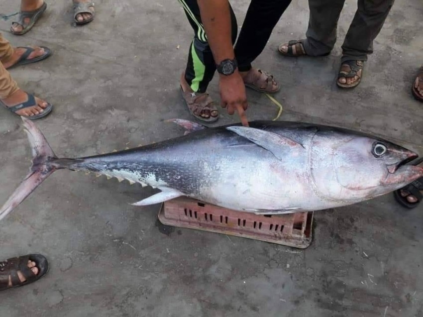 صيادو غزة يحترفون صيد «التونة العملاقة» بشباك «سردين» صغيرة