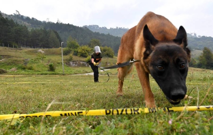 كلاب من البوسنة.. كاشف ألغام ومنقذ أرواح حول العالم
