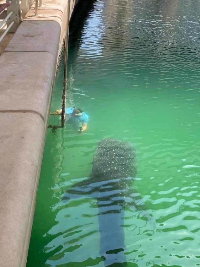 رصد اثنين من قرش الحوت النادر ووضعهما تحت المراقبة في أبوظبي