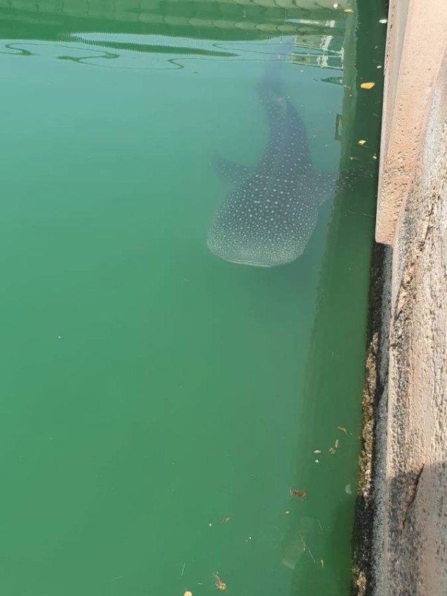 رصد اثنين من قرش الحوت النادر ووضعهما تحت المراقبة في أبوظبي