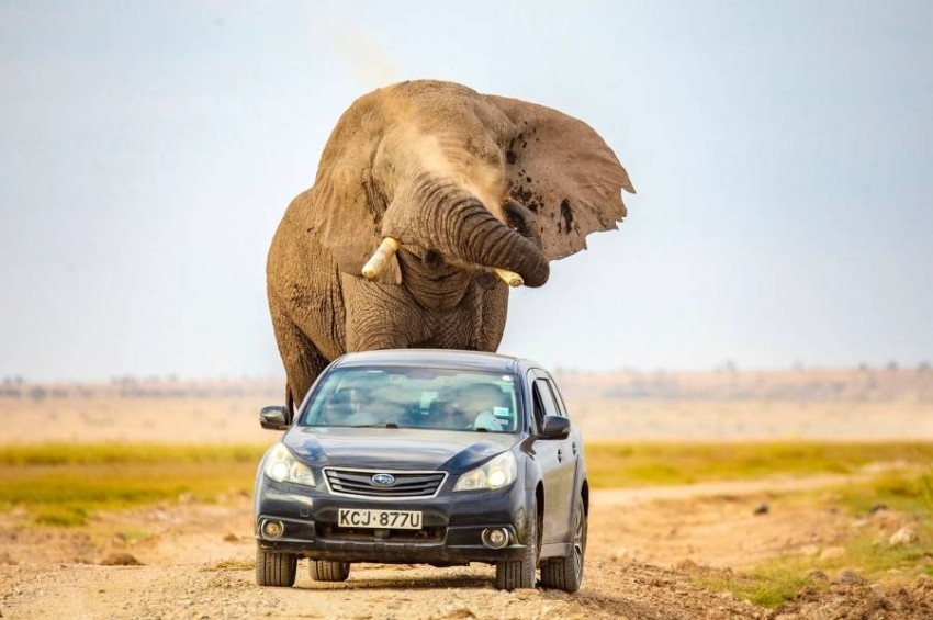 في كينيا.. السرعة الزائدة تضع سياحاً في مواجهة فيل هائج
