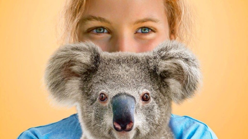 الكوالا تحول مراهقة أسترالية لنجمة في الحفاظ على الطبيعة