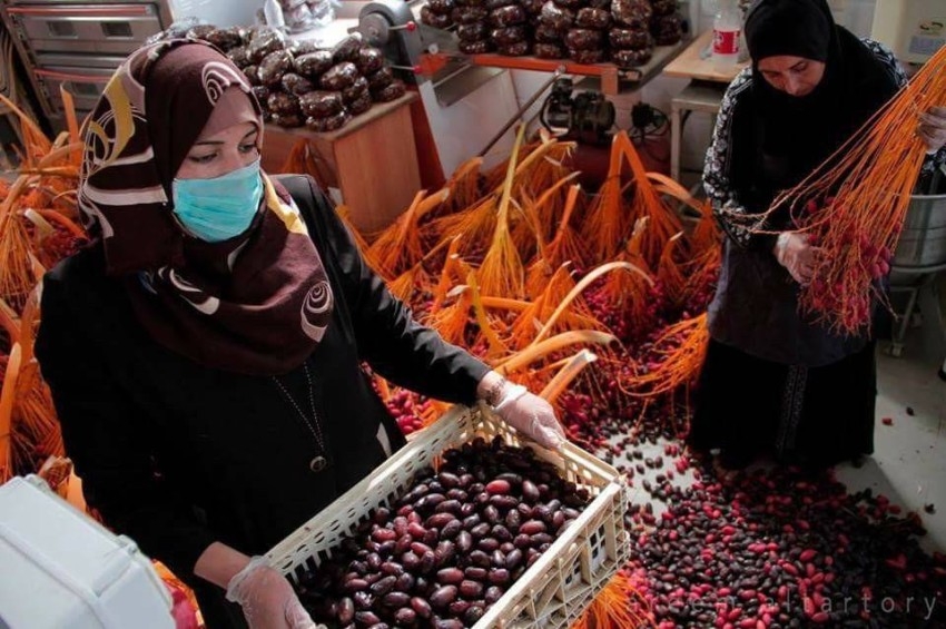 71 سيدة يبدعن في صناعة أقراص العجوة بغزة