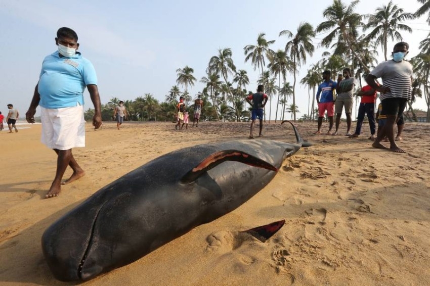 إنقاذ 120 حوتاً طياراً على شواطئ سريلانكا