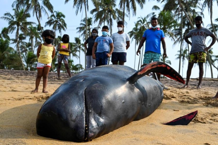 إنقاذ 120 حوتاً طياراً على شواطئ سريلانكا