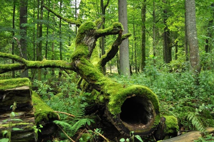 عالم نبات يحلم بإنشاء غابة عذراء في أوروبا الغربية