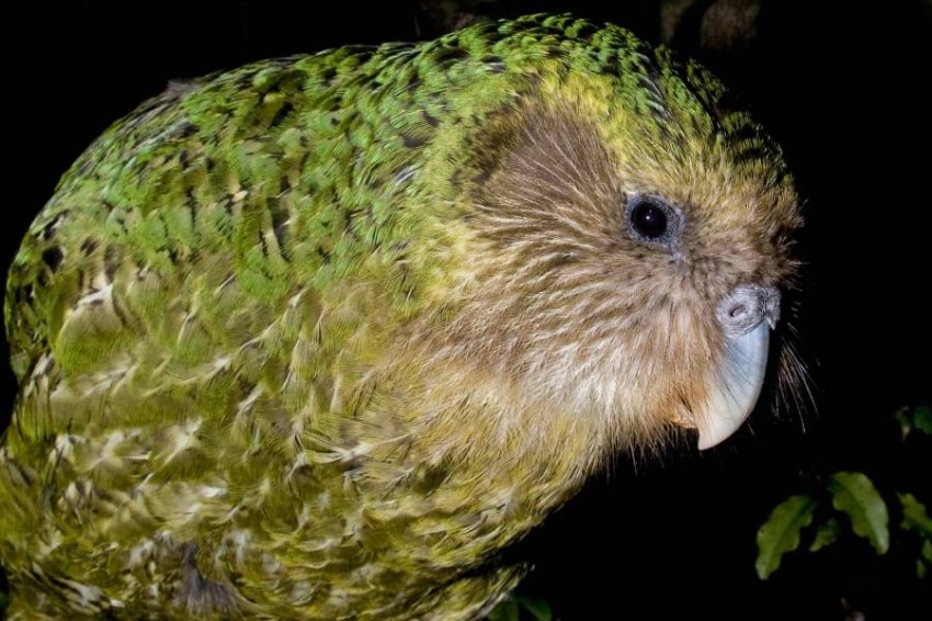 الببغاء «البدين» طائر عام 2020 في نيوزيلندا