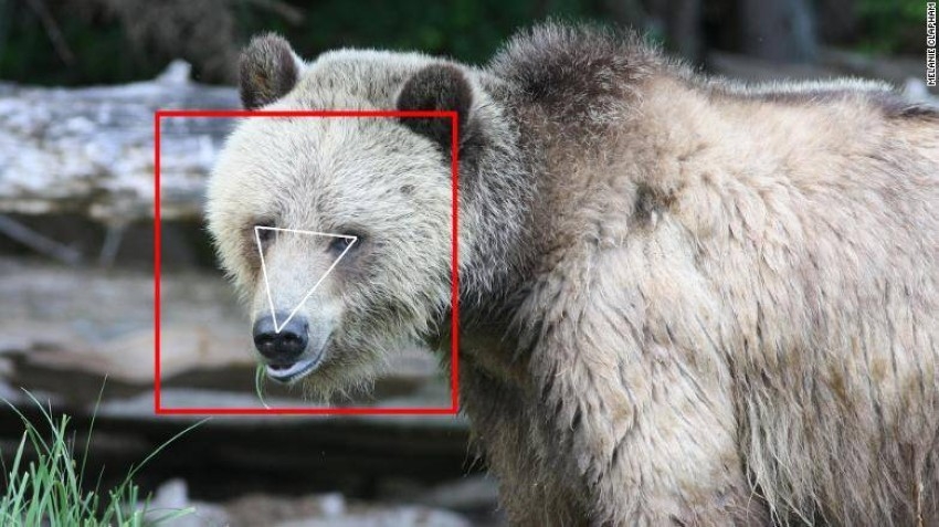 استخدام ميزة التعرف إلى الوجه لمراقبة الدببة الرمادية