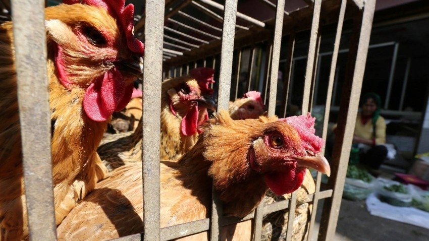 إعدام 94 ألف دجاجة في اليابان بعد تفشي إنفلونزا الطيور