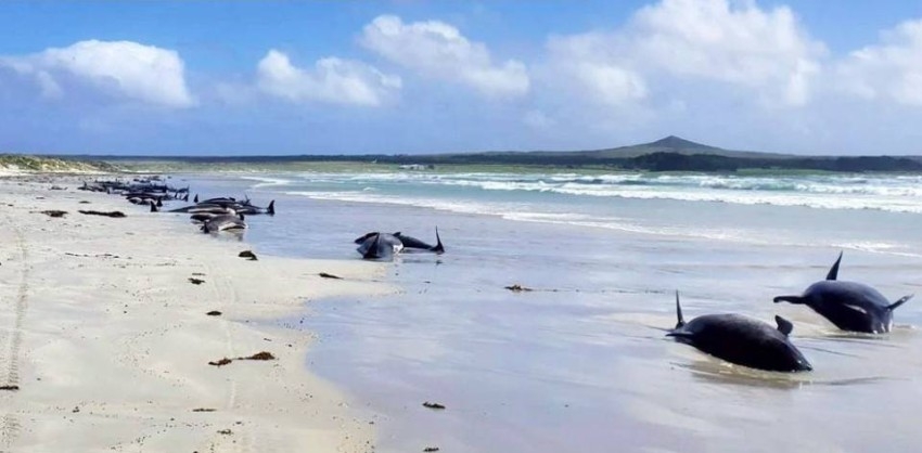 نفوق 100 حوت طيار إثر جنوحها في نيوزيلندا