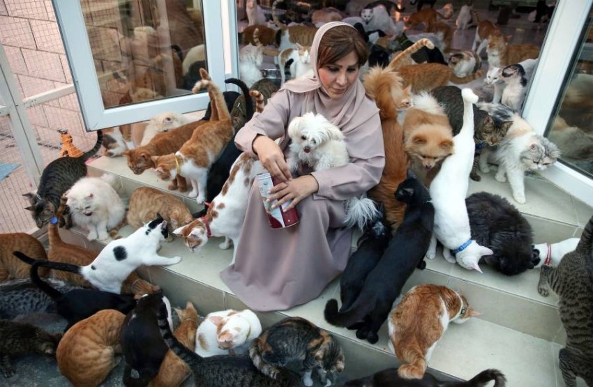 بالصور.. مريم البلوشي.. عمانية تحول منزلها مأوى لـ500 قطة وكلب