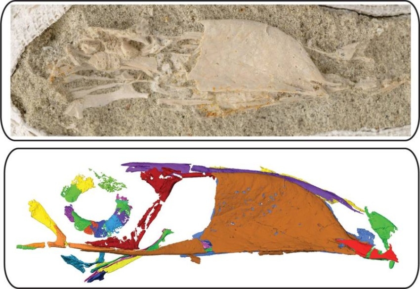 اكتشاف متحجرة «طوقان بأسنان الأرنب» تعود لـ68 مليون سنة