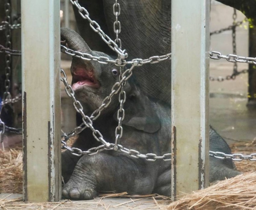 أقدم حديقة حيوان في اليابان تشهد ولادة أول فيل منذ 138 عاماً