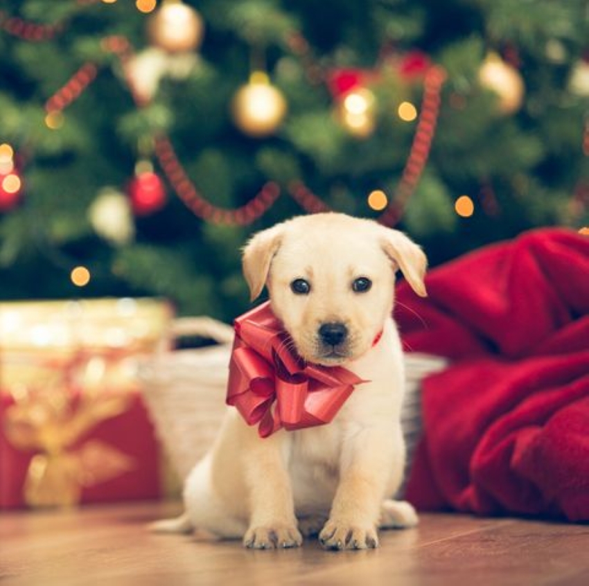 جمعية أيرلندية: الحيوانات ليست هدايا كريسماس