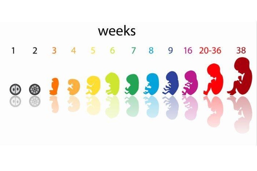صور.. مراحل نمو الجنين خلال 40 أسبوعاً