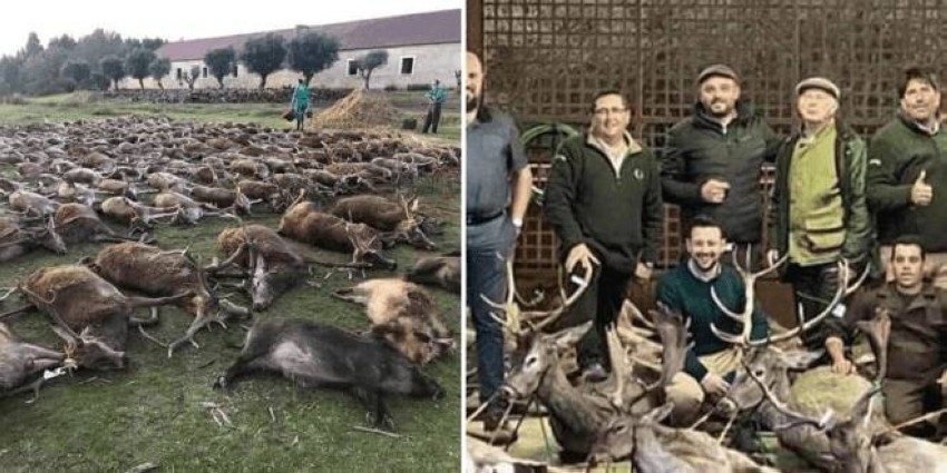 تحقيق برتغالي حول رحلة صيد مثيرة تنتهي بمجزرة لـ 540 حيواناً