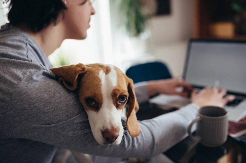 دراسة: الحيوانات الأليفة تحسّن الإنتاجية وأجواء العمل من المنزل