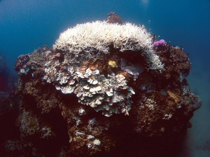 الشعاب المرجانية في تايوان تواجه خطر الموت