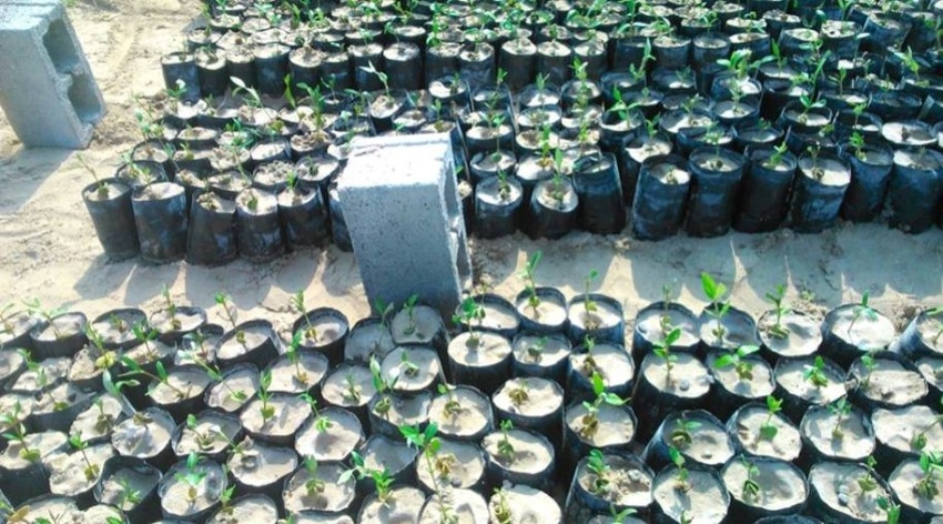 «بيئة رأس الخيمة» تتوسع في زراعة أشجار القرم في الأراضي الرطبة