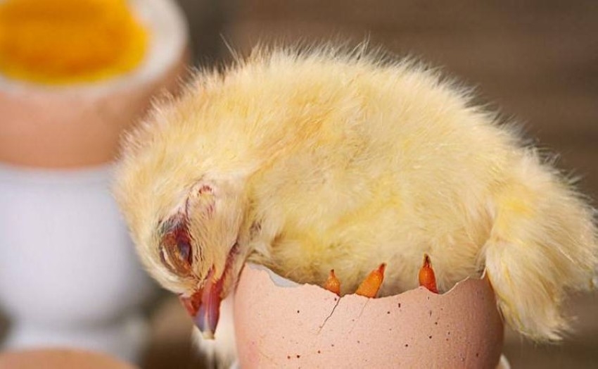 ألمانيا تمنع ممارسة غير أخلاقية بحق 45 مليون فرخ دجاج من الذكور