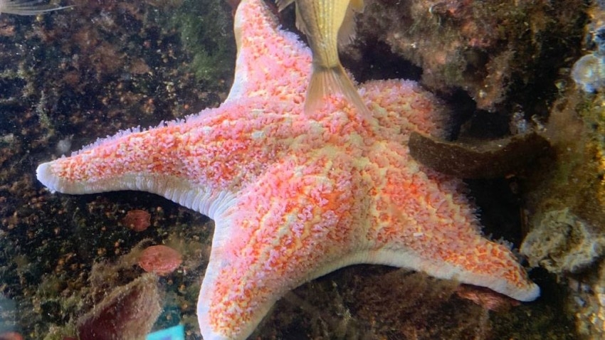 العلماء يكتشفون السر الغامض وراء موت نجوم البحر