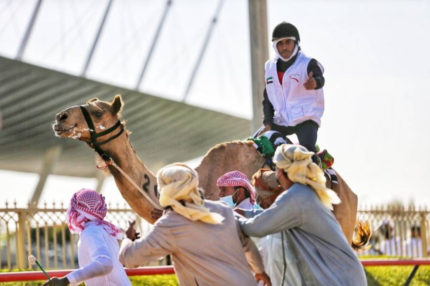 «اليوم الوطني للهجن».. 66 شاباً يشاركون في أطول سباقات «المرموم»