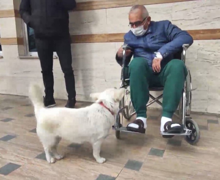 كلبة ترفض مغادرة المستشفى وتلازم صاحبها المريض