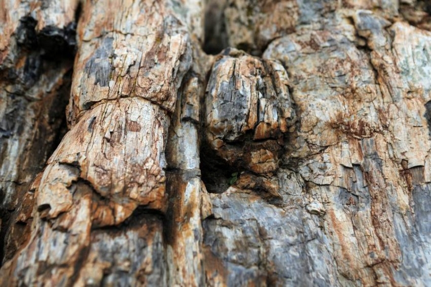 علماء يكتشفون شجرة متحجرة عمرها 20 مليون عام