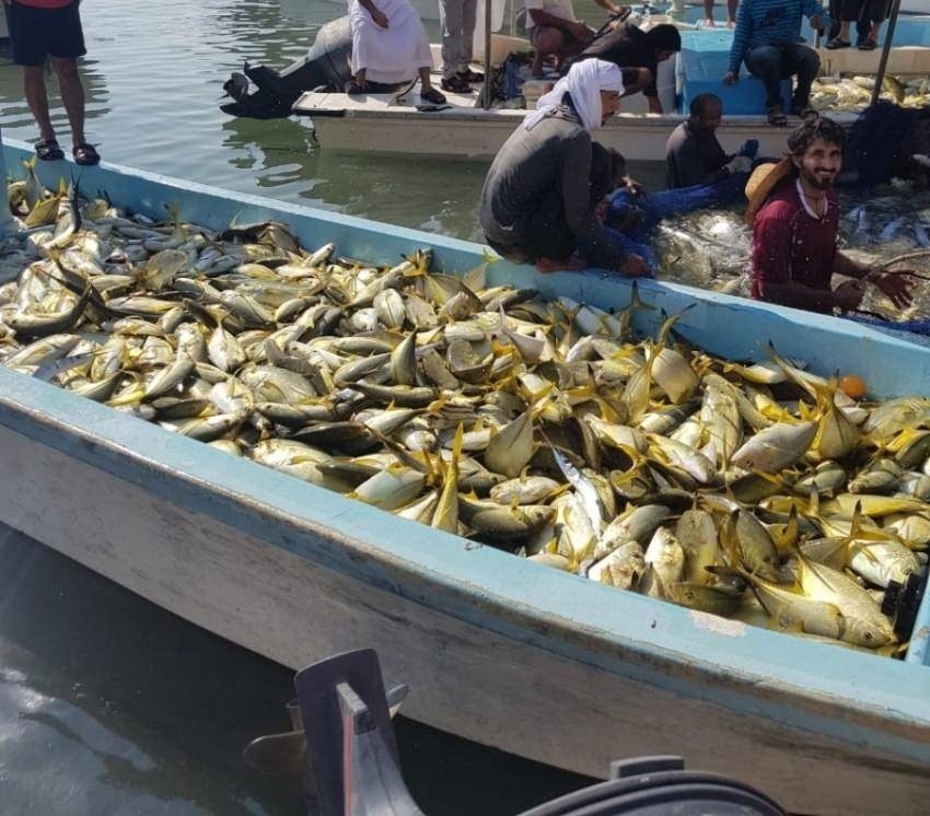 صيادون إماراتيون يقدمون الأسماك مجاناً للحاصلين على لقاح «كورونا»