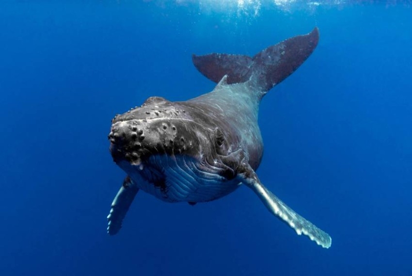 دراسة: نداء هذا الحوت يمكنه اختراق القشرة الأرضية