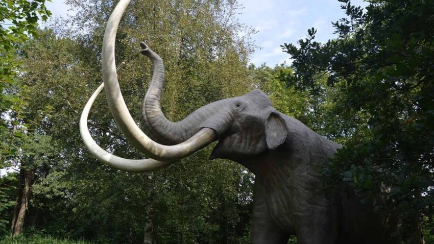 فيلة ماموث في سيبيريا مصدر أقدم حمض نووي في العالم