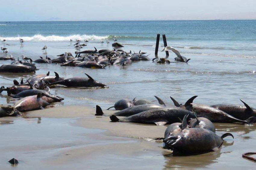 نفوق 111 دلفيناً قبالة سواحل موزمبيق