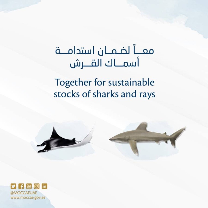 حظر وتنظيم صيد أسماك القرش مطلع مارس المقبل