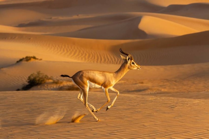 سياسة مشددة من «الإمارات للشحن» لمكافحة الاتجار غير المشروع بالحياة البرية