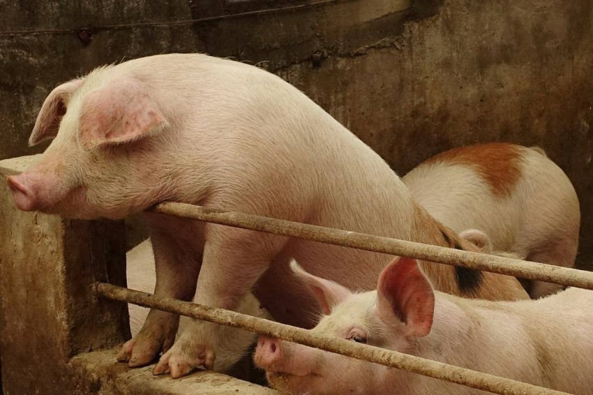 الصين: تفشي «حمى الخنازير» الأفريقية في إقليمَي سيشوان وخبي