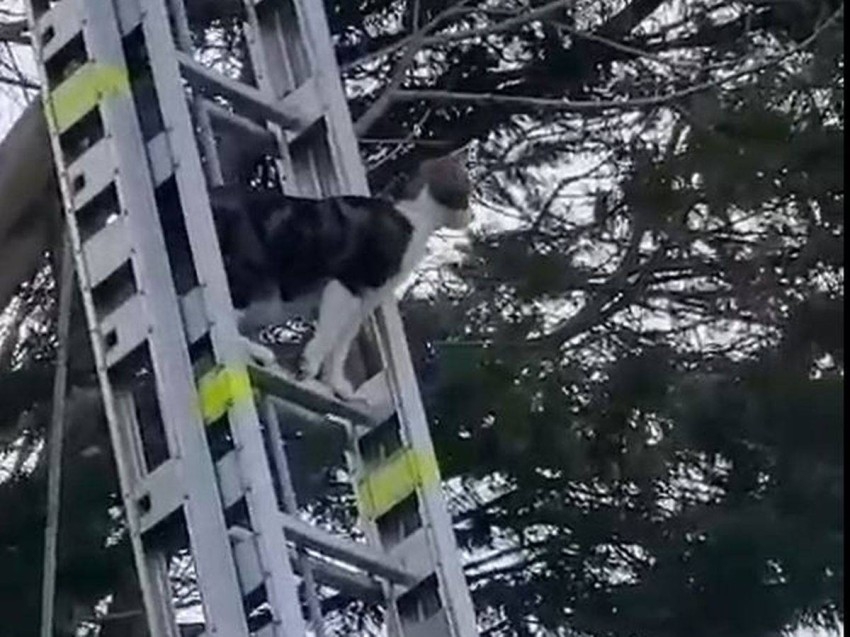 قطة محاصرة تنقذ نفسها بنفسها