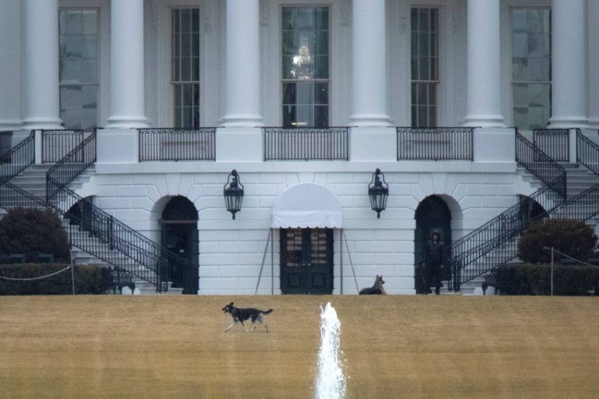 كلاب بايدن خارج البيت الأبيض بسبب مهاجمة الحراس