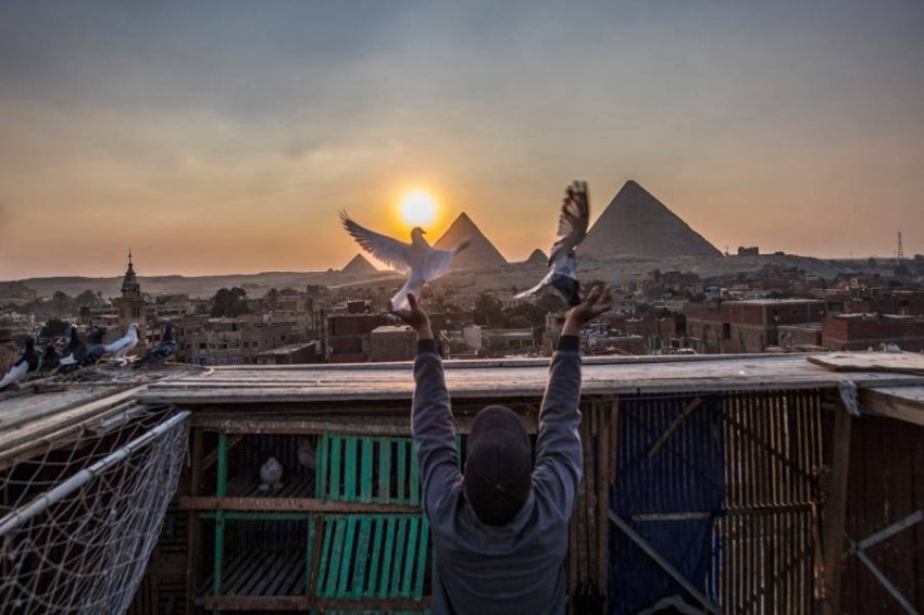 مصري يصادق حمام الـ«غيّة» عند سفح الأهرامات