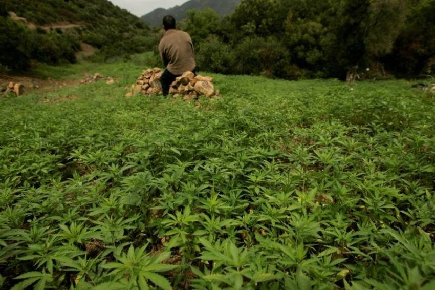 الحكومة المغربية تصادق على تقنين زراعة القنب الهندي