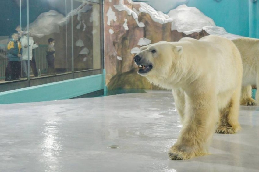 الصين.. «فندق الدب القطبي» يرحب بالنزلاء وسط عاصفة انتقادات