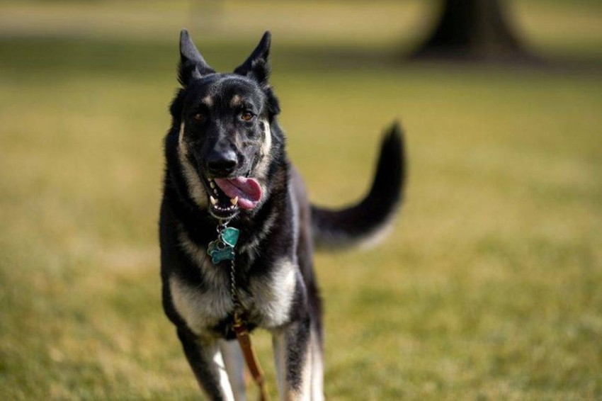 عودة كلب بايدن للبيت الأبيض بعد تدريبه على «الإتيكيت»