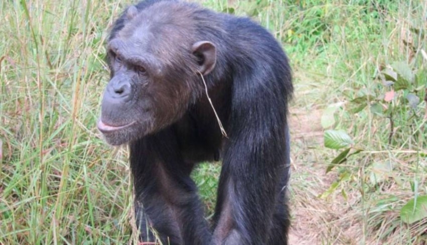 قردة الشمبانزي تنافس عارضات الأزياء بأقراط العشب
